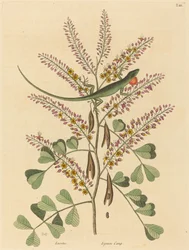 Le Lézard vert de la Jamaïque (Lacerta bullaris)