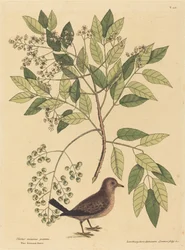 La colombe terrestre (Columba passerina)