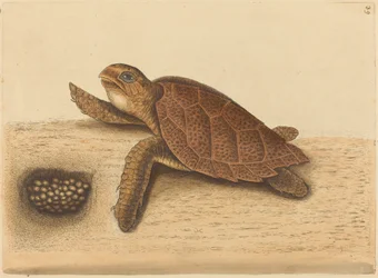 La tortue imbriquée (Testudo caretta)