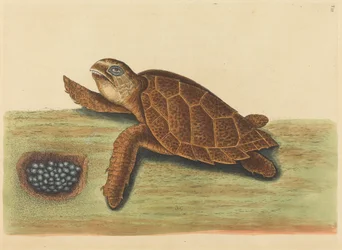 La tortue imbriquée Testudo caretta, publié 1731-1743
