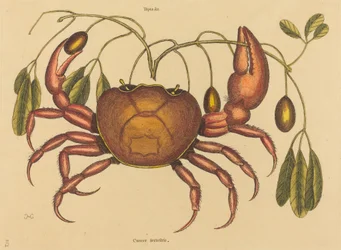 Le crabe terrestre Cancer ruricola, publié 1731-1743
