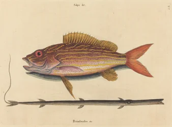 Le vivaneau (Sparus synagris)