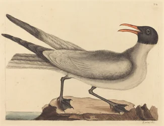 Le Goéland rieur Larus articilla, publié 1731-1743