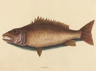 Le Vivaneau Mangrove Labrus griseus, publié en 1754