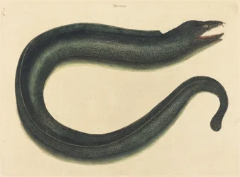 La murène (Muraena helena)