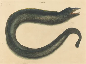 La Murène Muraena helena, publié entre 1731 et 1743