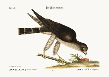 Le faucon pigeon, 1749-73