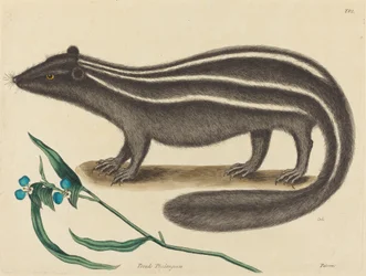 Le Putois (Viverra putorius)