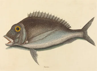 Le Porgy (Sparus chrysops)