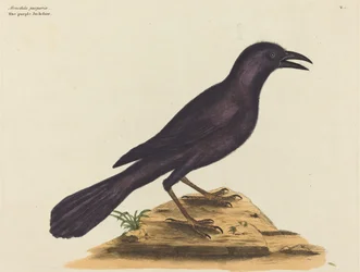 Le Choucas pourpre (Gracula Quiscula)