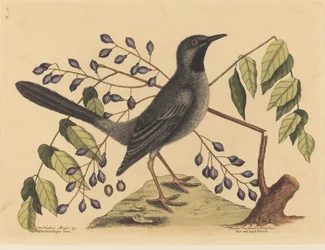Grive à pattes rouges (Turdus plumbeus)