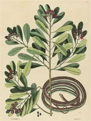Le serpent ruban (Coluber saurita)