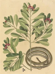 Le Serpent Ruban (Coluber saurita)