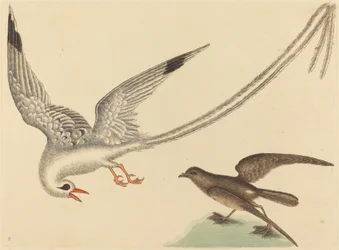 Le Bruant des rizières (Emberiza oryzivora)