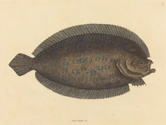 La Sole (Pleuronectes lunatus)
