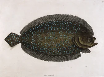 La sole (Solea lunata  c)