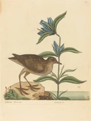Le Râle de Virginie