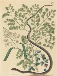 Le Serpent rubané tacheté