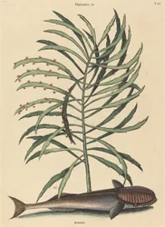 Le Poisson Suceur (Echeneis Naucratis)
