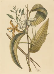 Le Vanelloe (Epidendrum Vanilla)