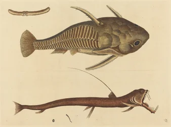 Le Silure (Silurus cataphractus)