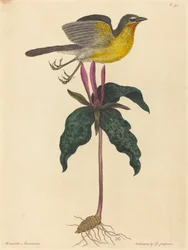 Le merle à poitrine jaune