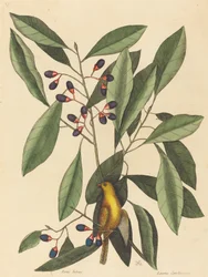 La Mésange jaune