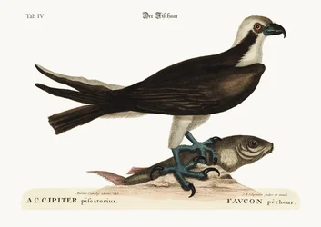 Le faucon pêcheur, 1749-73