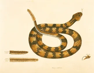 Serpent Caudison, Serpent à sonnette, planche 41, vol. 1, de 