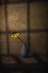 Ombre de fleur jaune