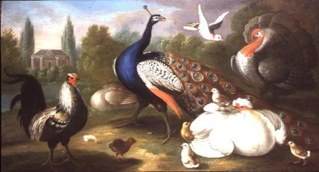 Un paon, un dindon, une poule, un coq et une colombe près d