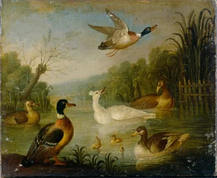 Canards colverts sur un étang
