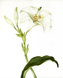 Lys