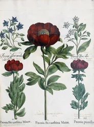 Trois types de pivoines, 1613