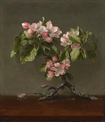 Fleurs de pommier