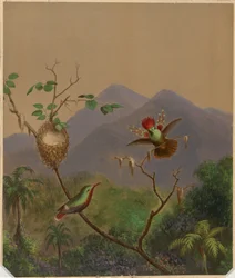 Colibris brésiliens III