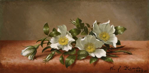 Roses Cherokee