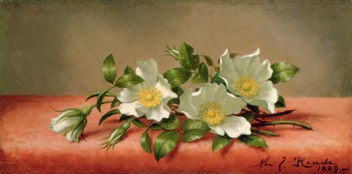 Roses Cherokee, 1889