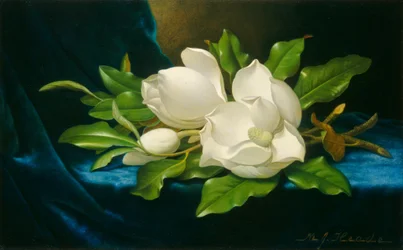 Magnolias géants sur un tissu de velours bleu