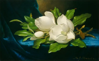 Magnolias géants sur un tissu de velours bleu, vers 1890