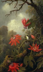 Colibri et fleurs de la passion