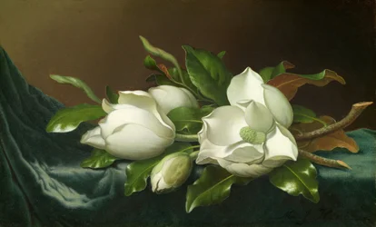Magnolias sur tissu de velours bleu clair