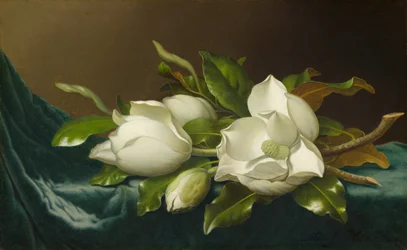 Magnolias sur un tissu de velours bleu clair, 1885-1895
