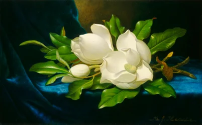 Magnolias sur un tissu de velours bleu