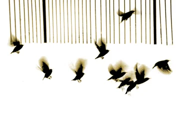Starlings, 2003 (photogravure)