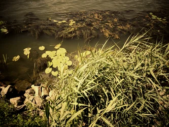 Au bord de la rivière