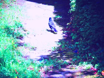 Promenade du merle en juillet