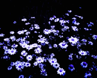 Fleurs au bord du champ
