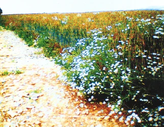 Chemin de campagne