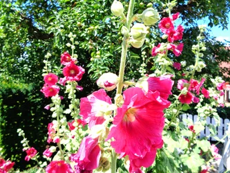 Jardin en été